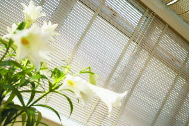 Venetian Birch Blinds
